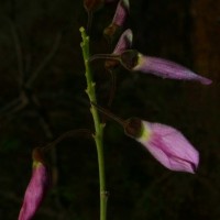 Mundulea sericea (Willd.) A.Chev.